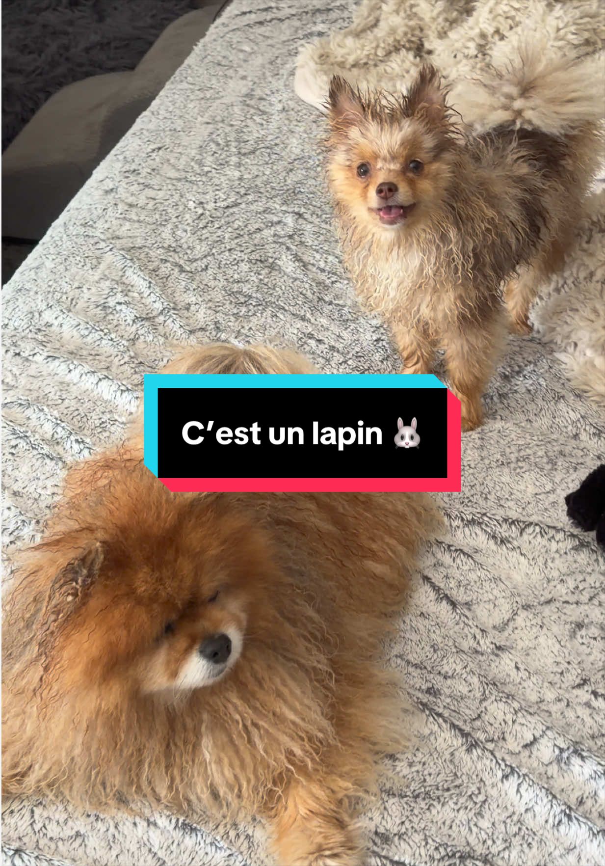 @pikanain