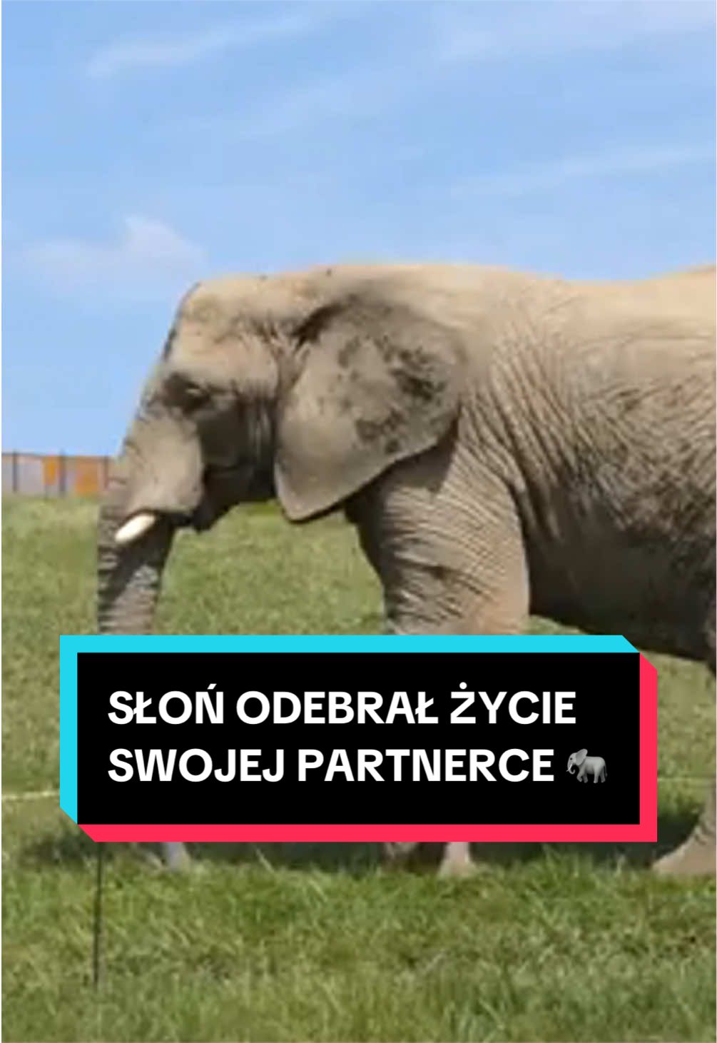 @pandawojtekyt