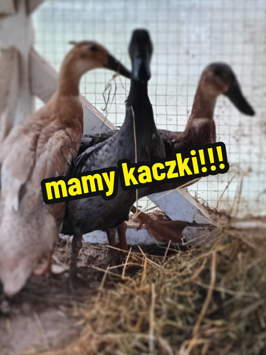@Marcin ogrodnik