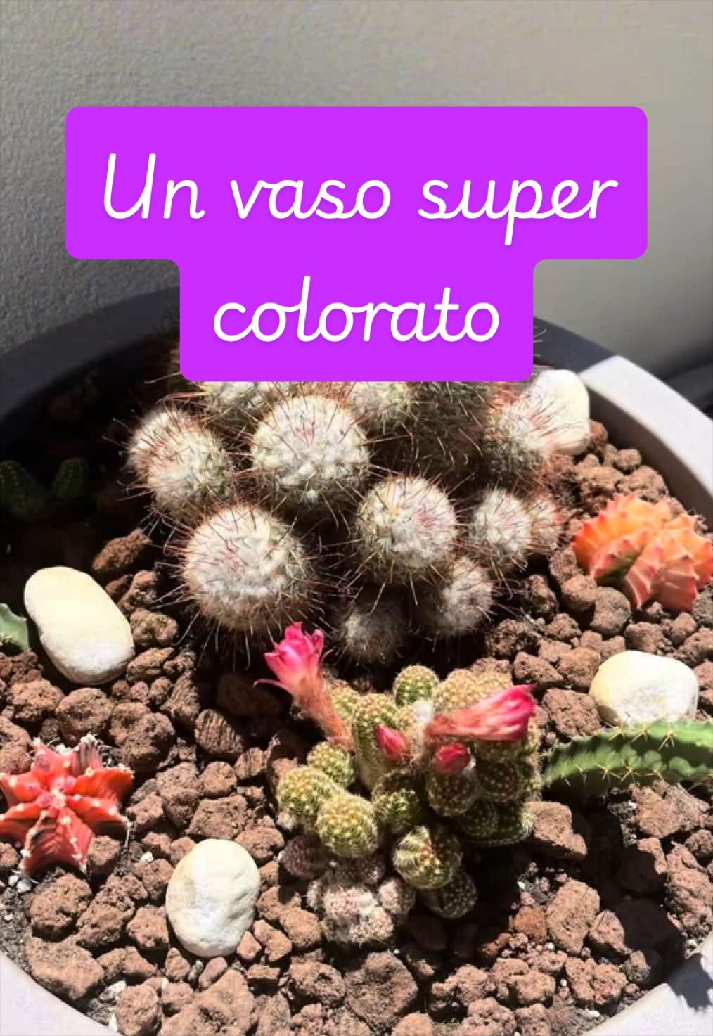@piccole.spine.felici