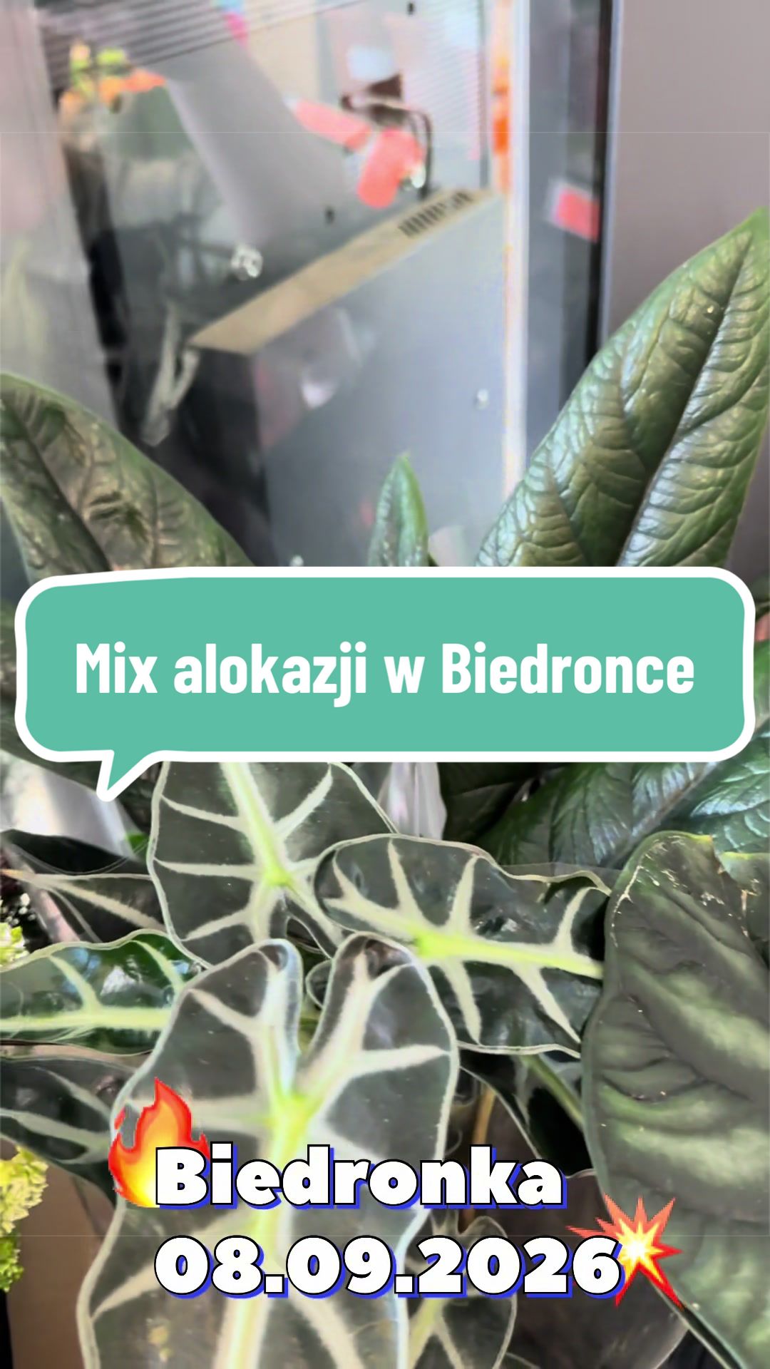 @maciej.plants