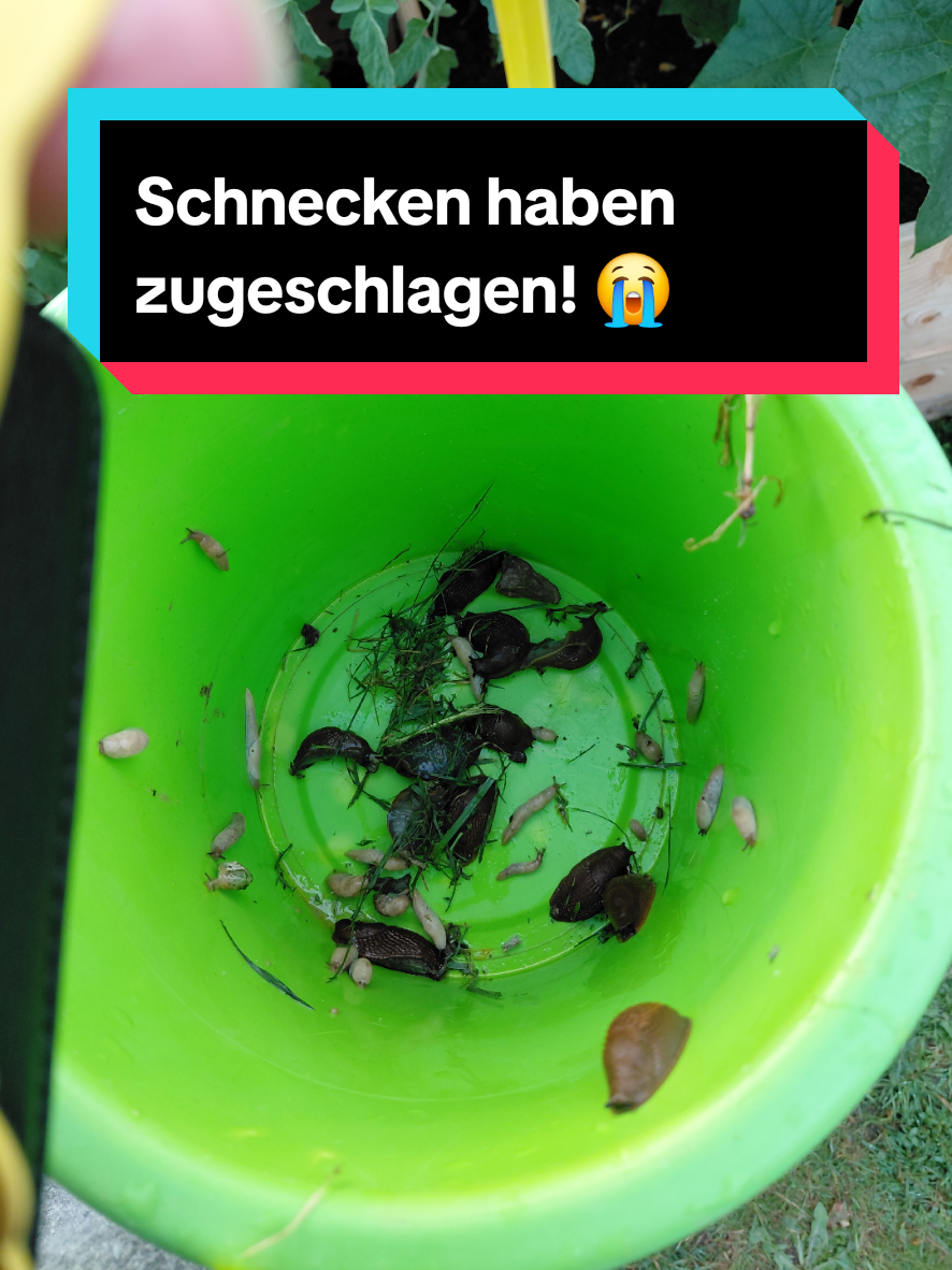 @Gartenchaos