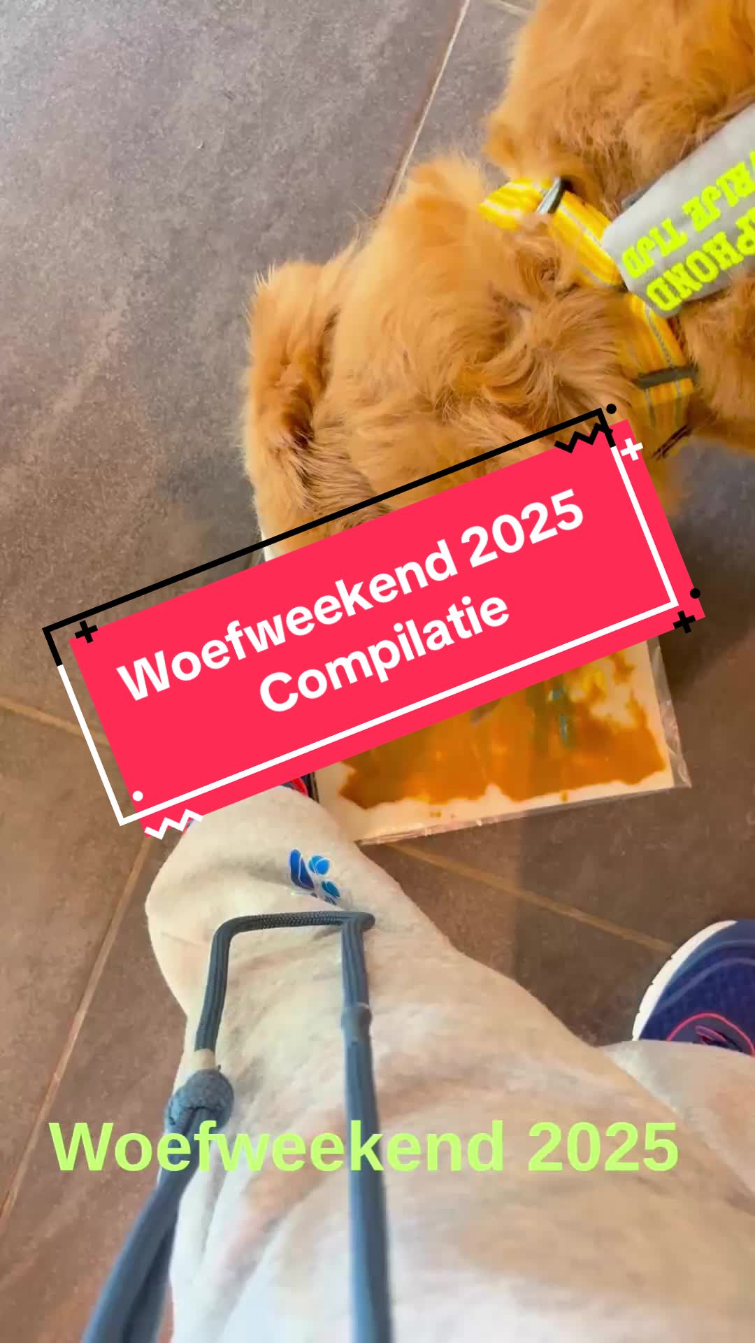 @Mieke🧩Pluto🐾 Mickey🐾