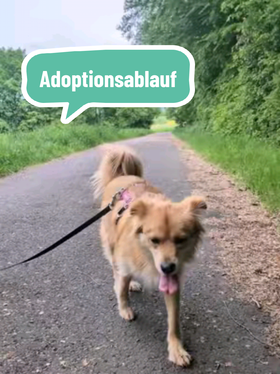 @Bao_En_Temple_animalrescue