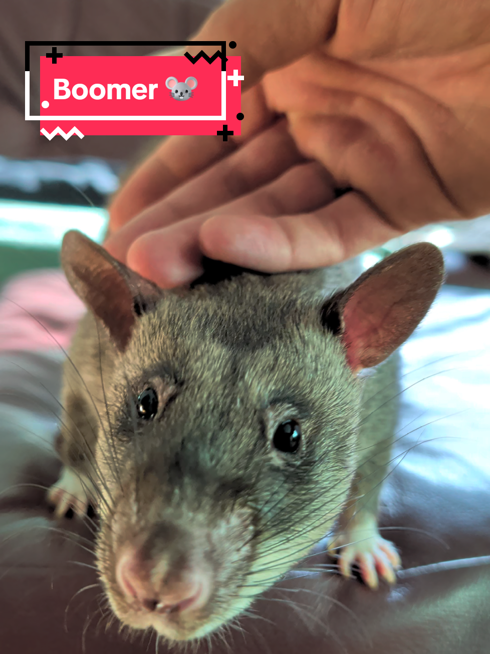 @Ratocalypse 🐀🤣🧀💥