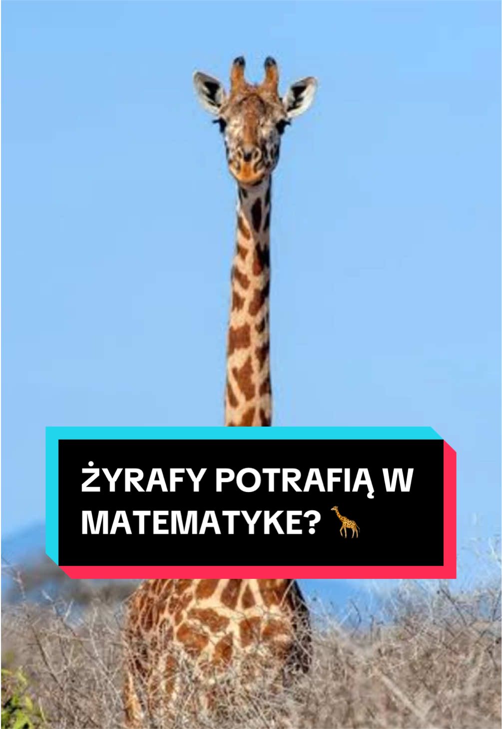 @pandawojtekyt