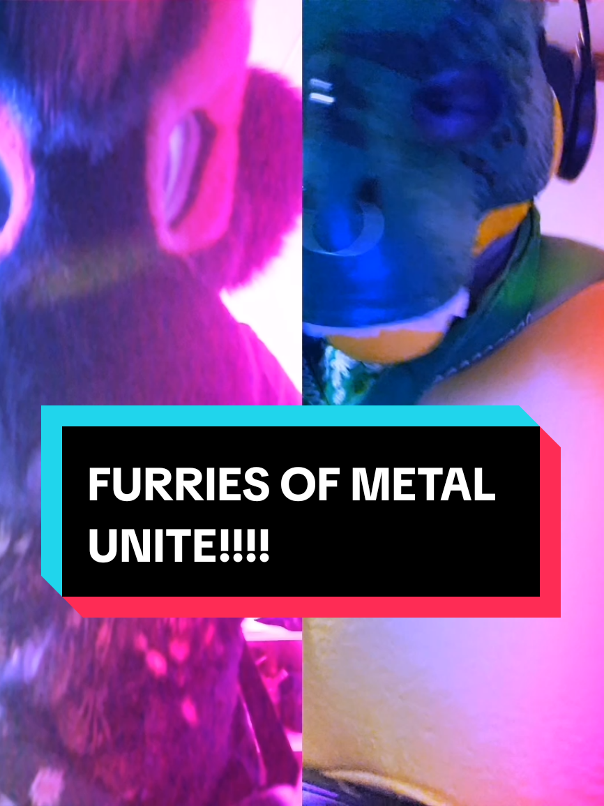 @Hikaji The Husky