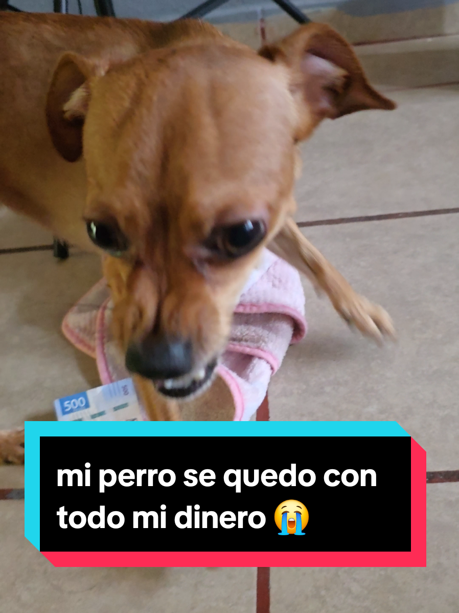 @coco el enoj&oacute;n 🐶 ❤️