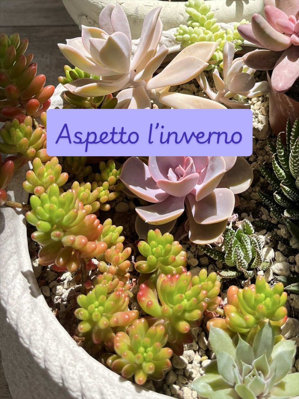 @piccole.spine.felici 🌵