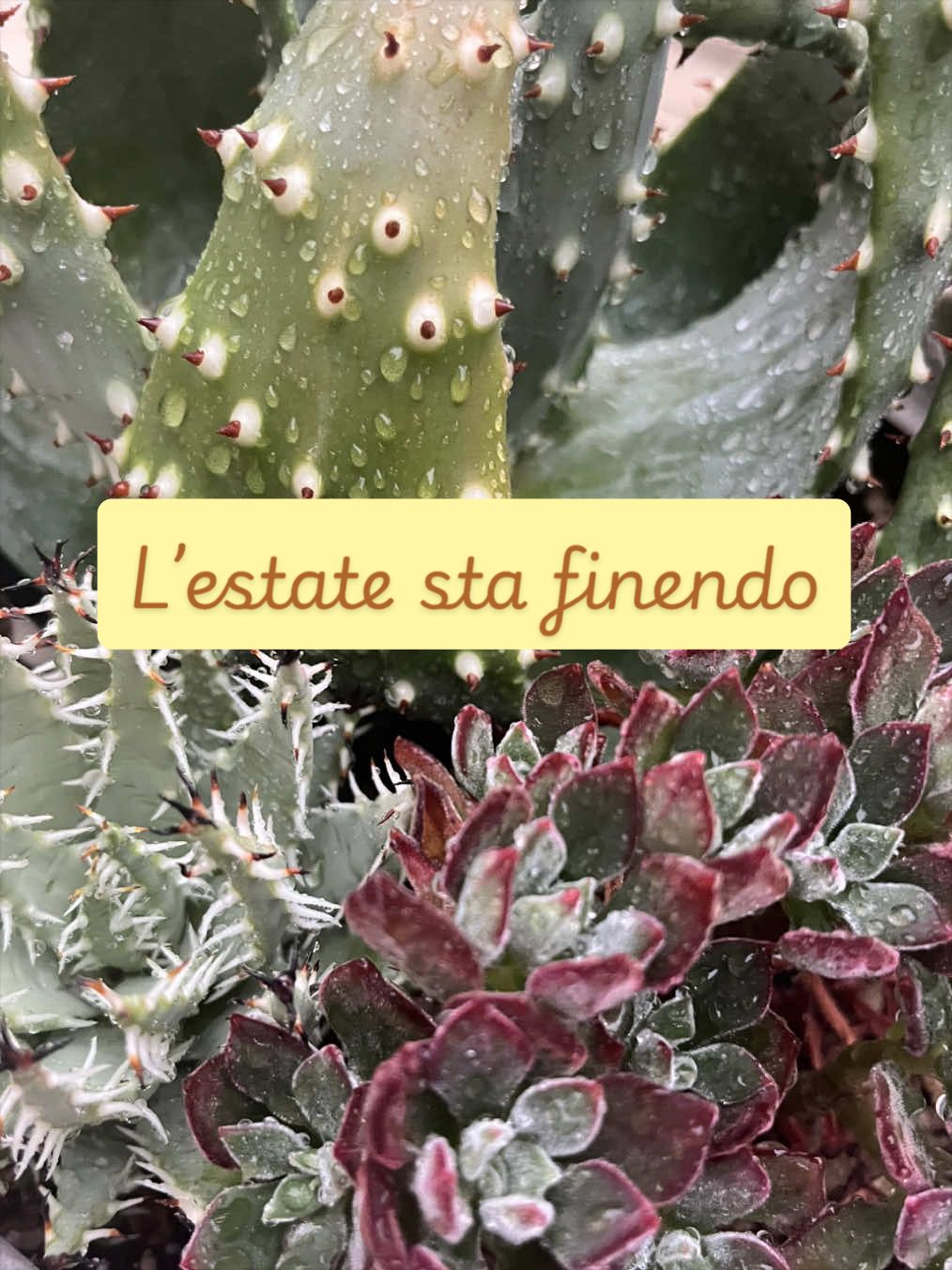 @piccole.spine.felici 🌵