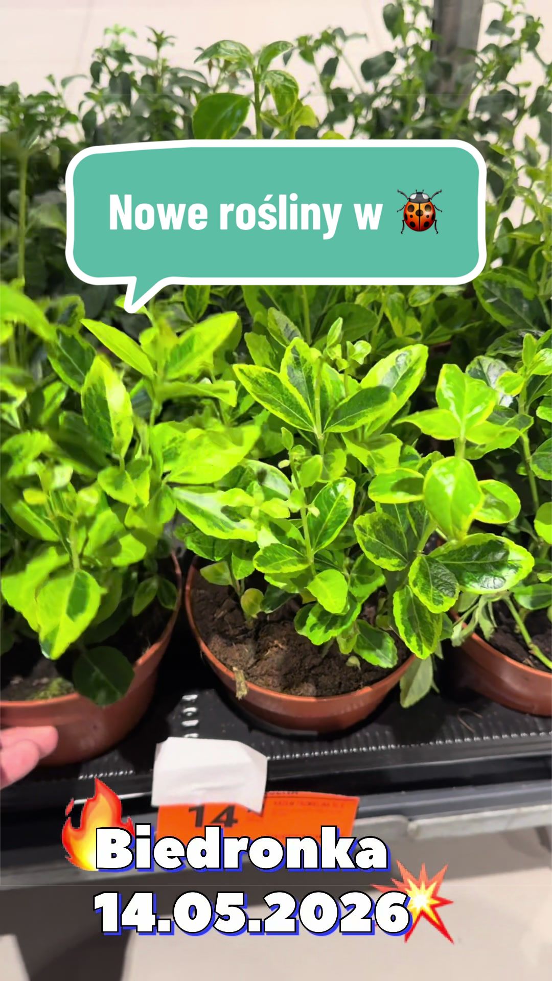 @maciej.plants