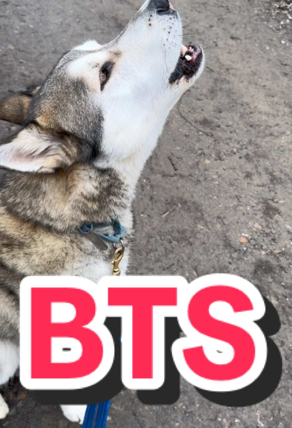 @Damos Dogs