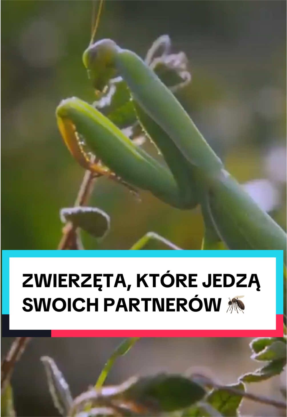 @pandawojtekyt