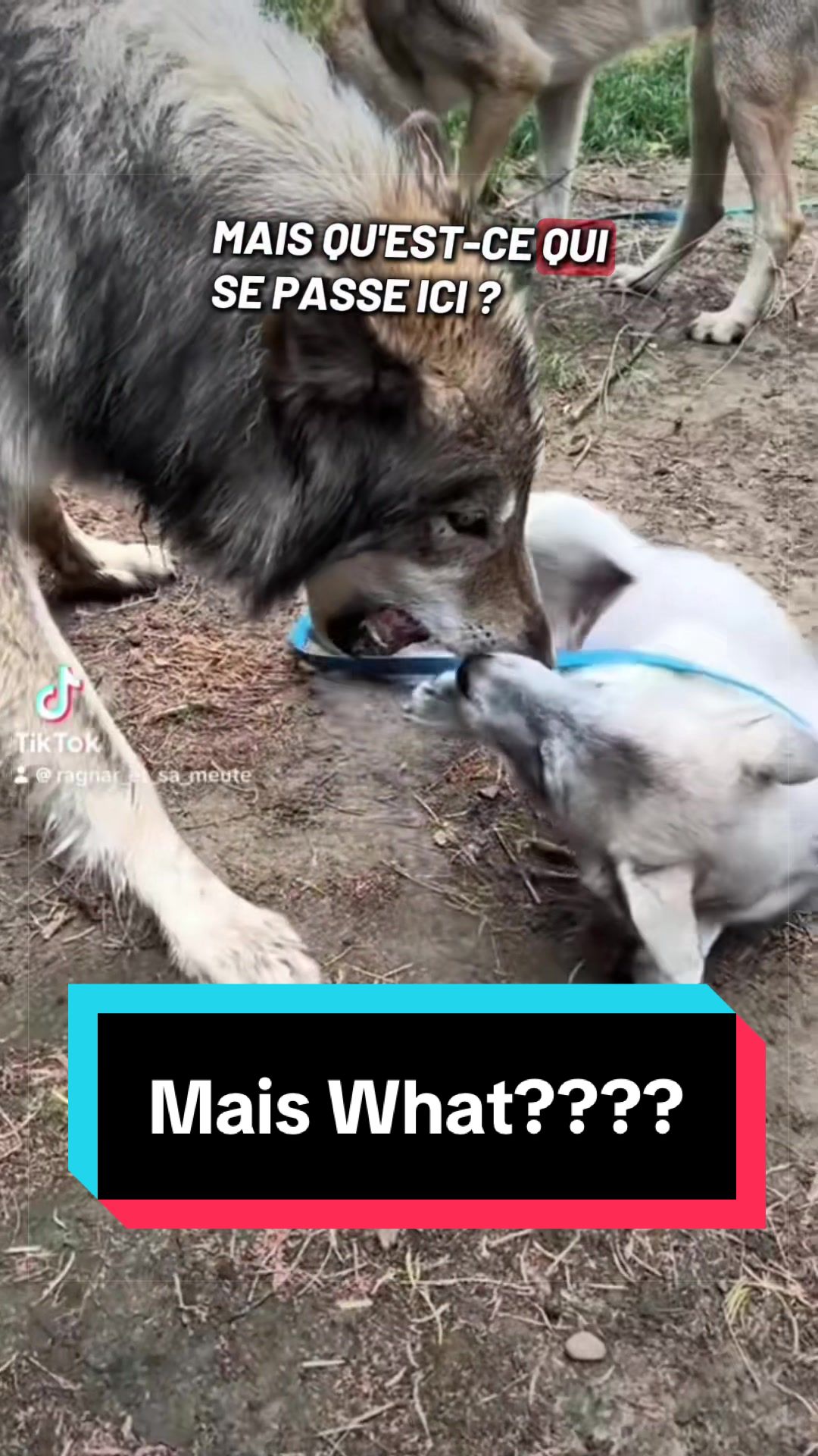 @🐺 Ragnar_et_sa_meute 🐺