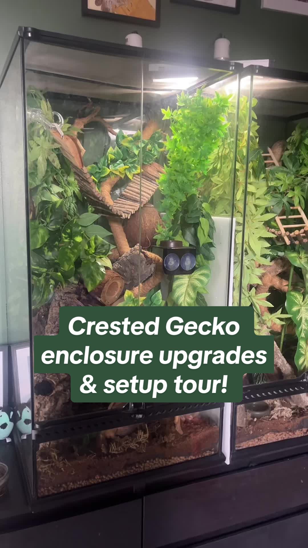 @Rosie&ensp;🖤🐍🦎🕷️