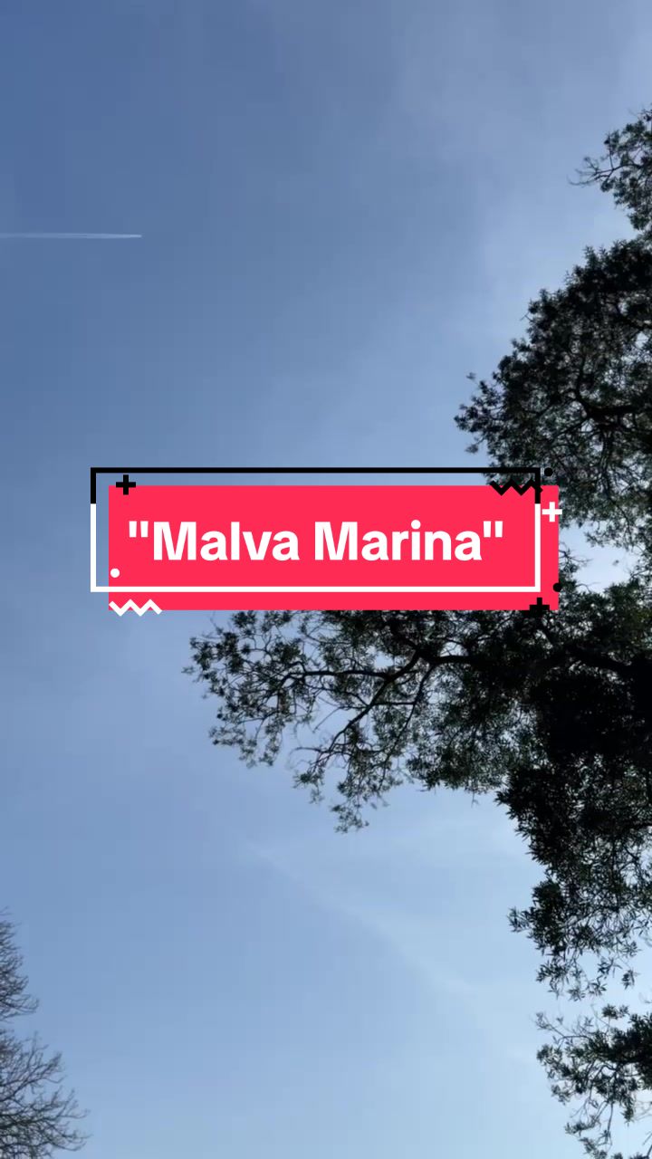 @Leona Fonseca