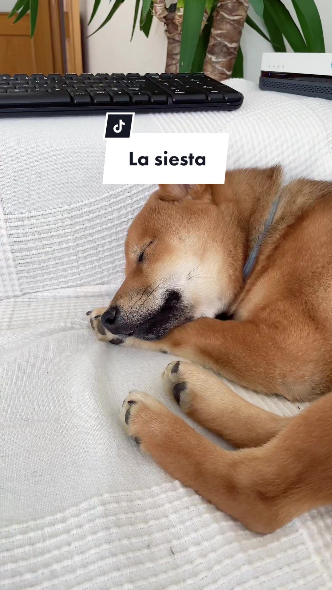 @Ichi