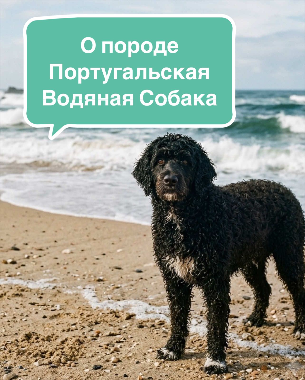 @Анастасия Ткачук | Кинолог