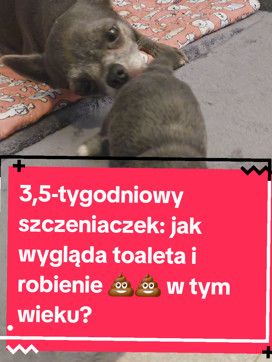 @Chihuahua uzależnia