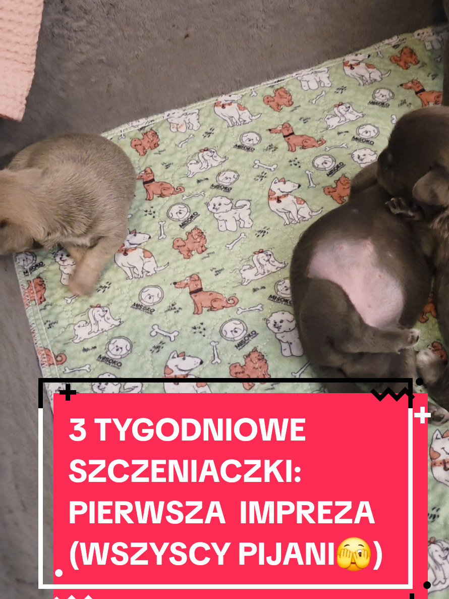 @Chihuahua uzależnia