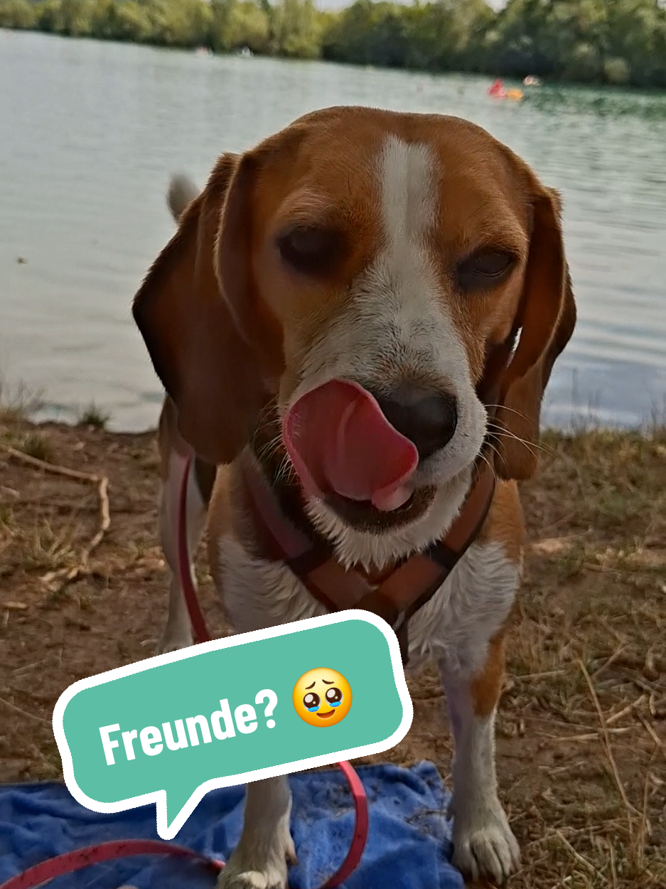 @BeagleTrifftBerner