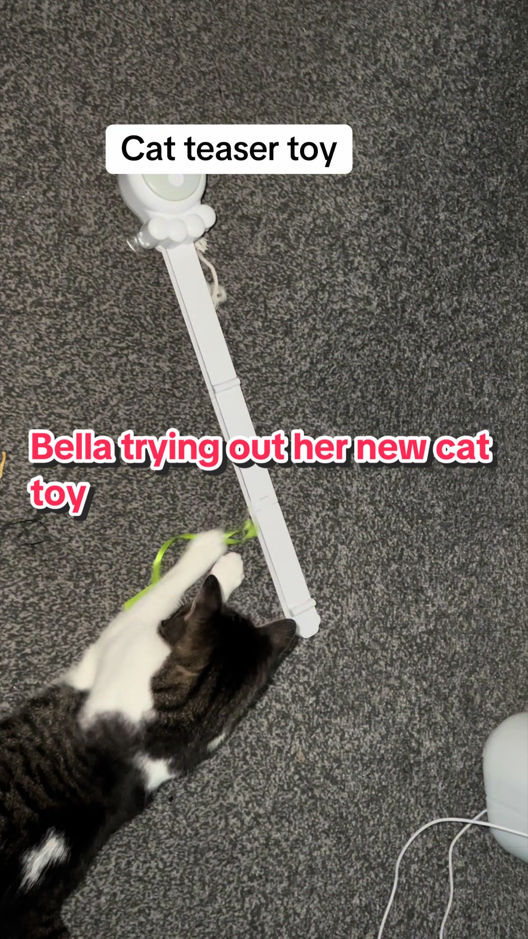 @🦁💚Mehnaz/Bella cat💚🦁