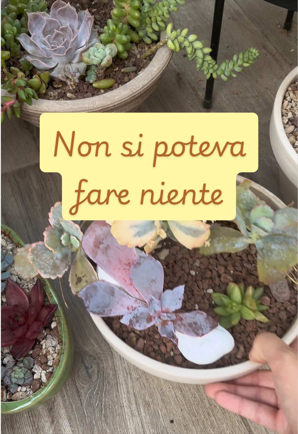 @piccole.spine.felici 🌵
