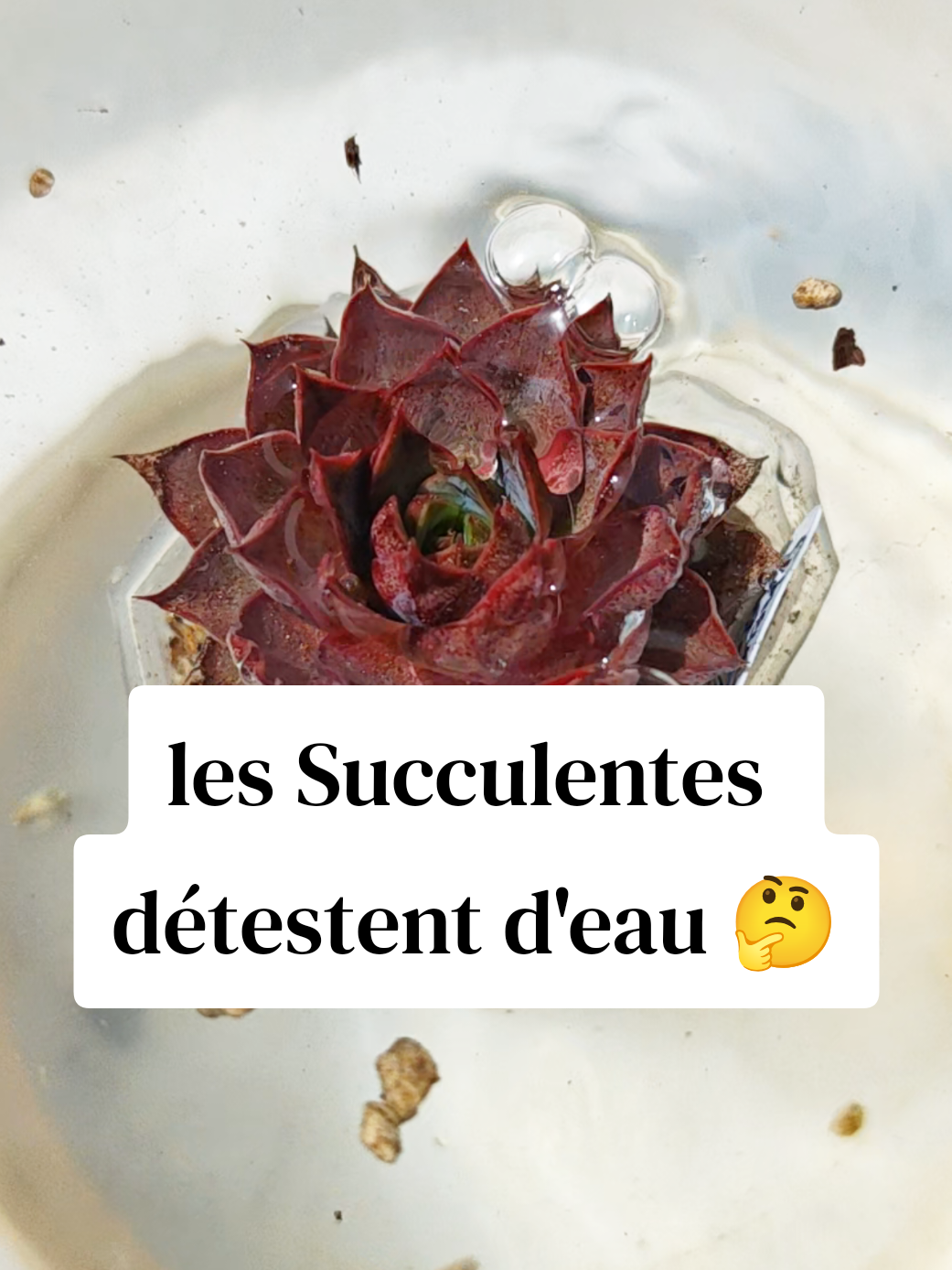 @il était Une Succulente