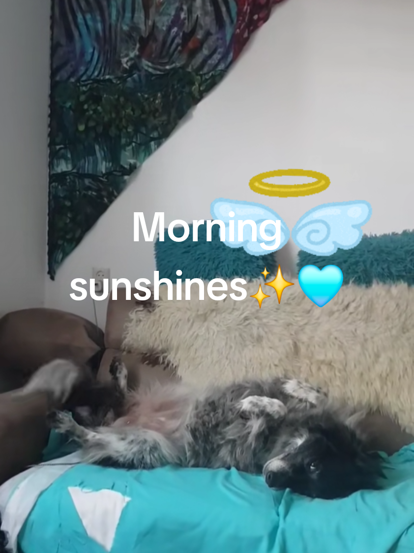 @Shelly🏴🇳🇱🐕💚🦋
