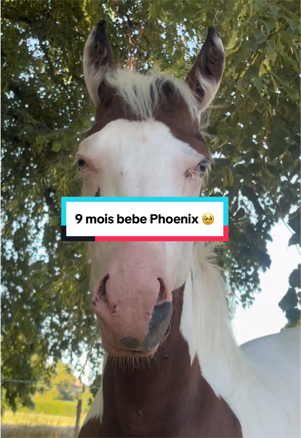 @mon poney pie