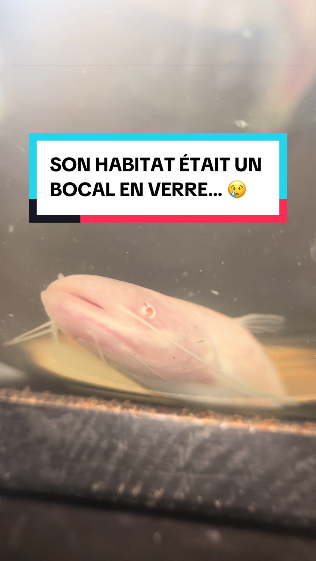 @Les Animaux d&rsquo;Allan