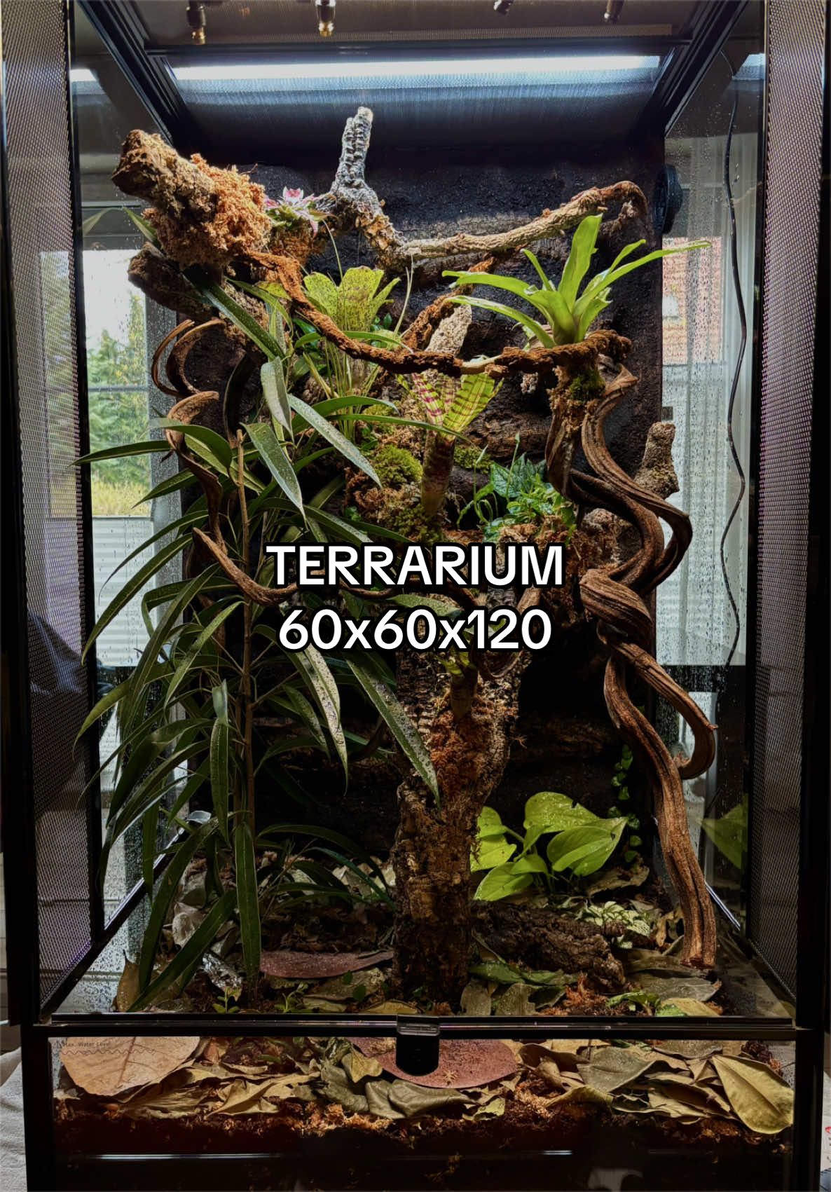 @P&M Gecko Nest🦎