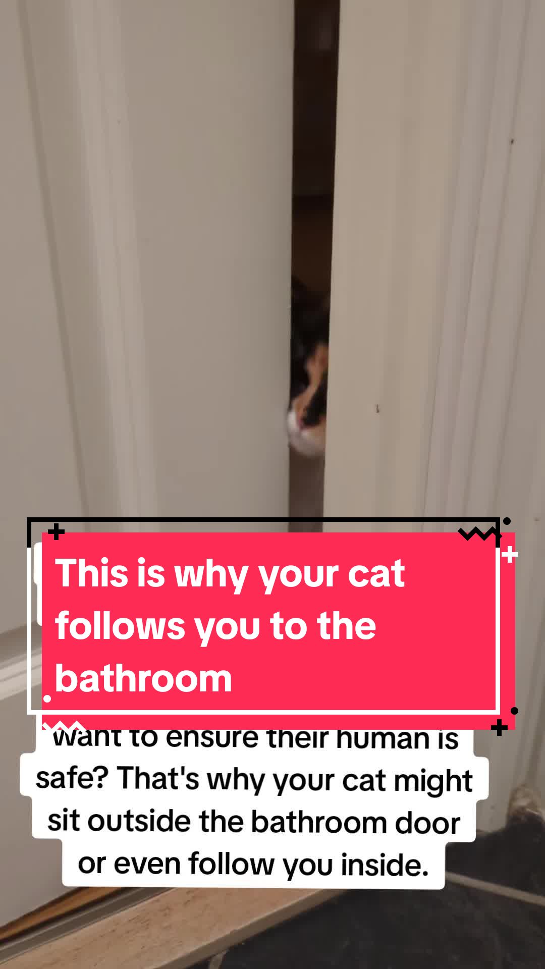 @The Cutest Cats Ever