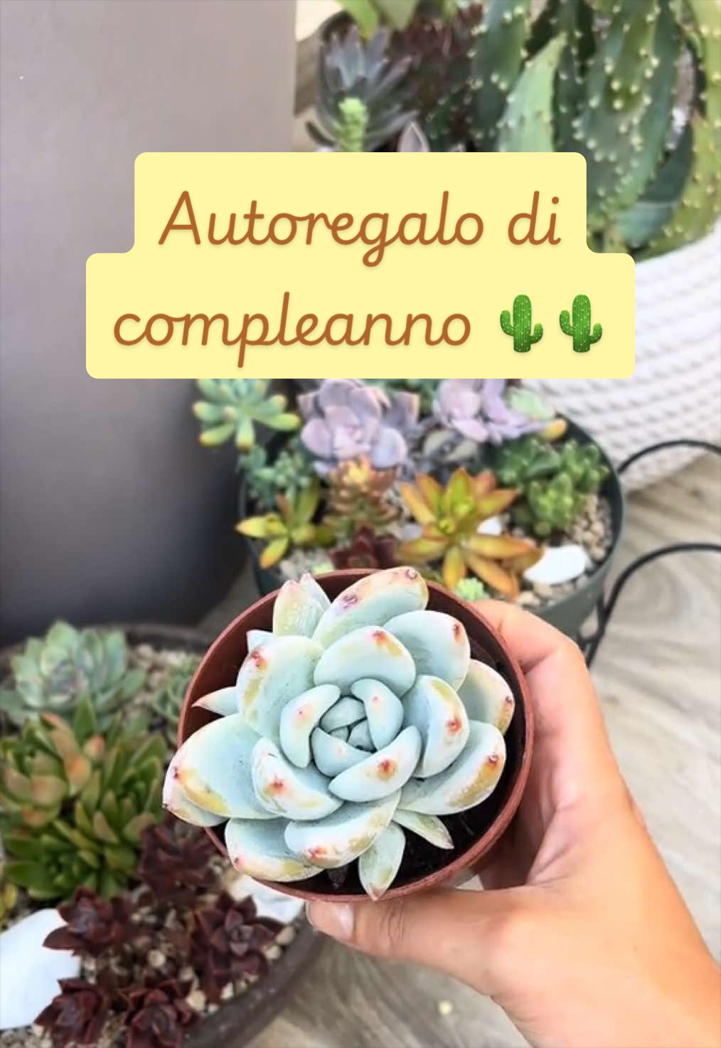 @piccole.spine.felici 🌵