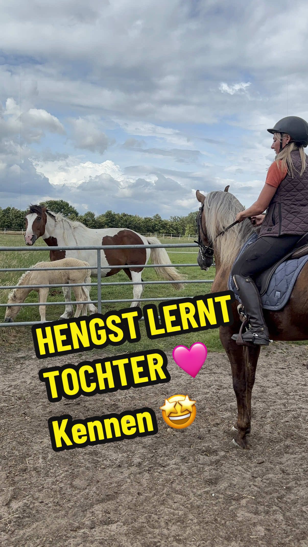 @Deckhengst_EstudiosoDeViñuela