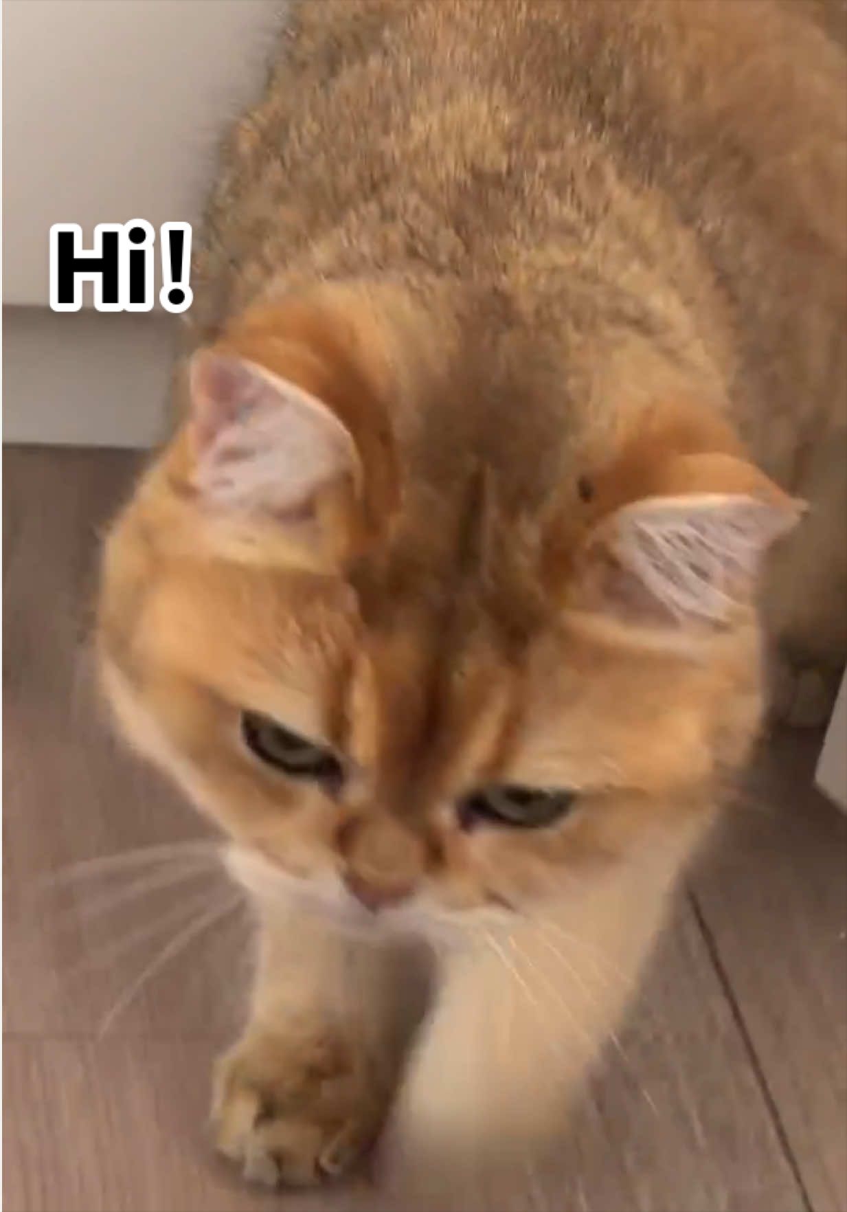 @MylittleChipsss