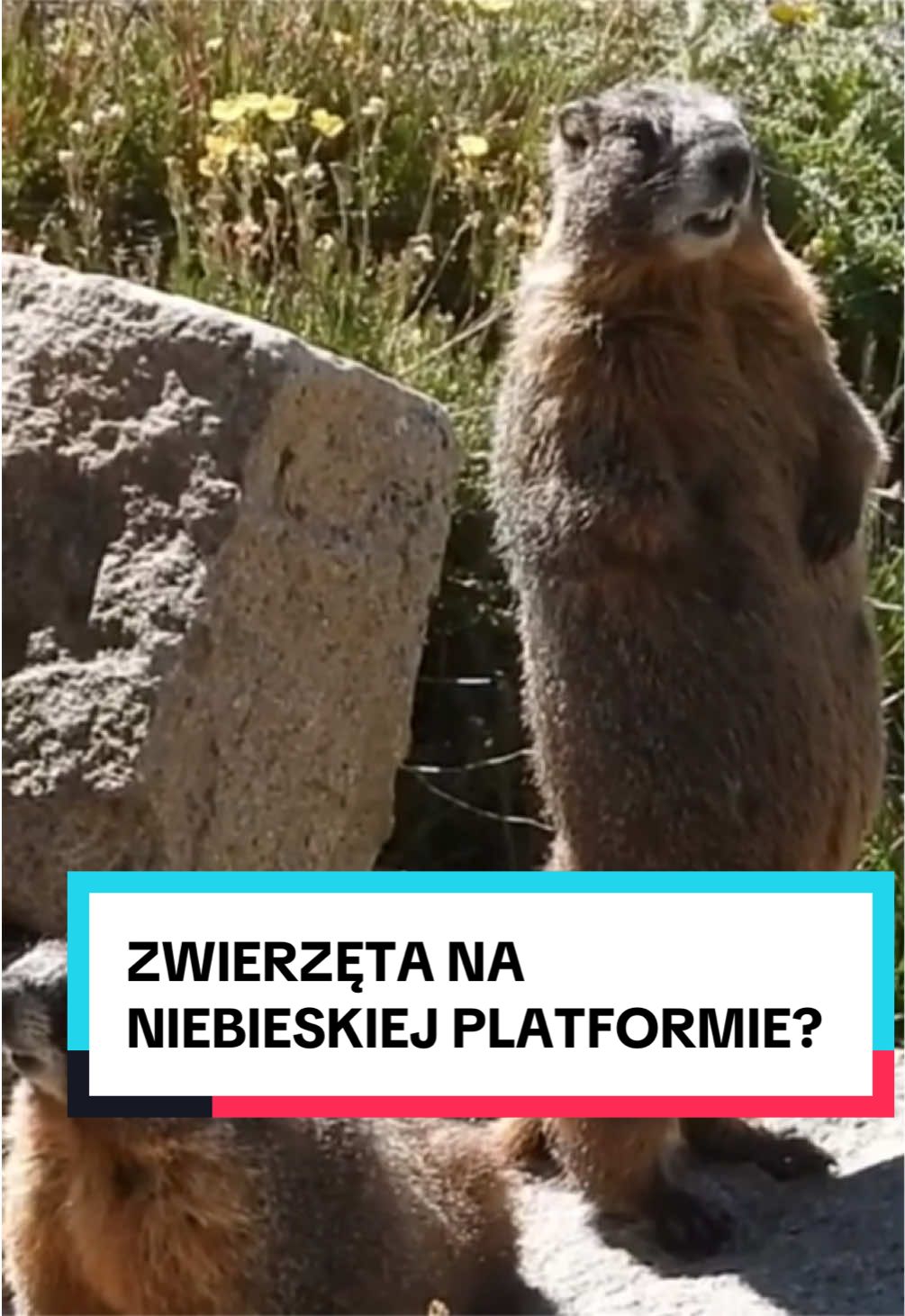 @pandawojtekyt