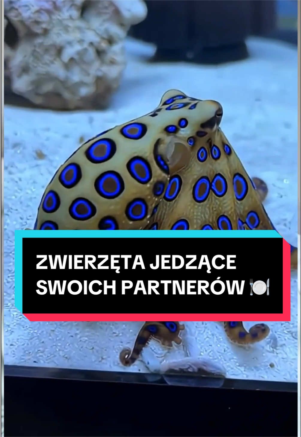 @pandawojtekyt