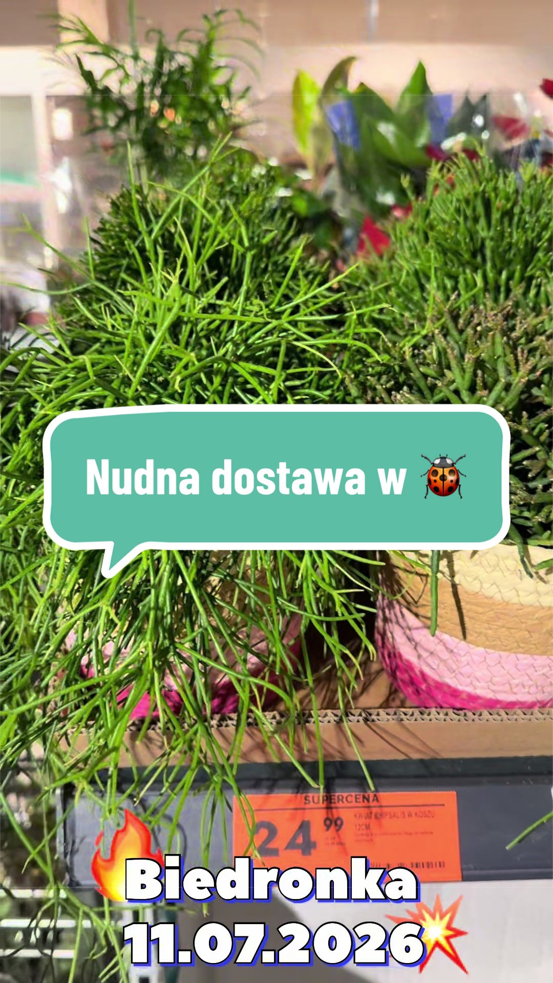 @maciej.plants