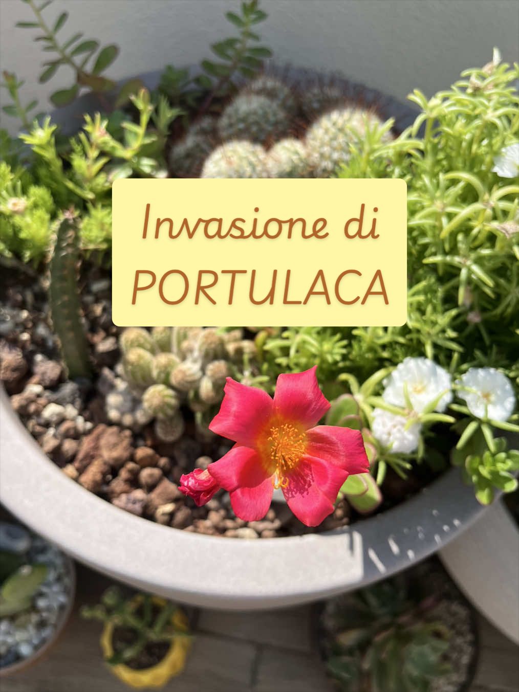 @piccole.spine.felici 🌵
