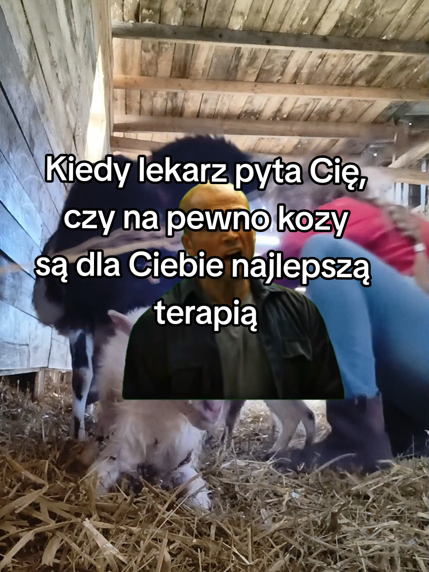 @Makowa Koza - sery z Kociewia