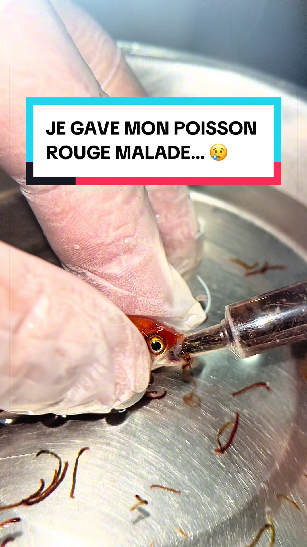 @Les Animaux d&rsquo;Allan