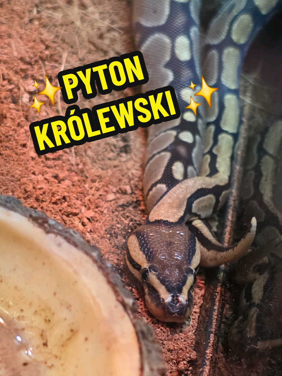 @Family Pets & Zoo TCZEW