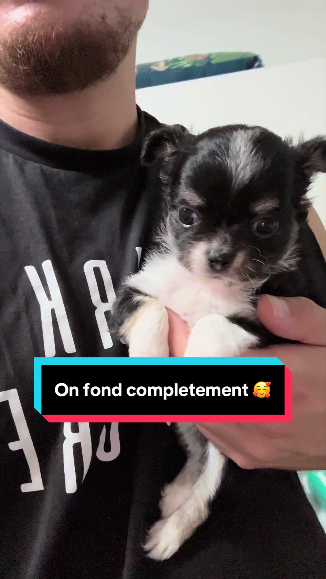 @óla_chihuahua