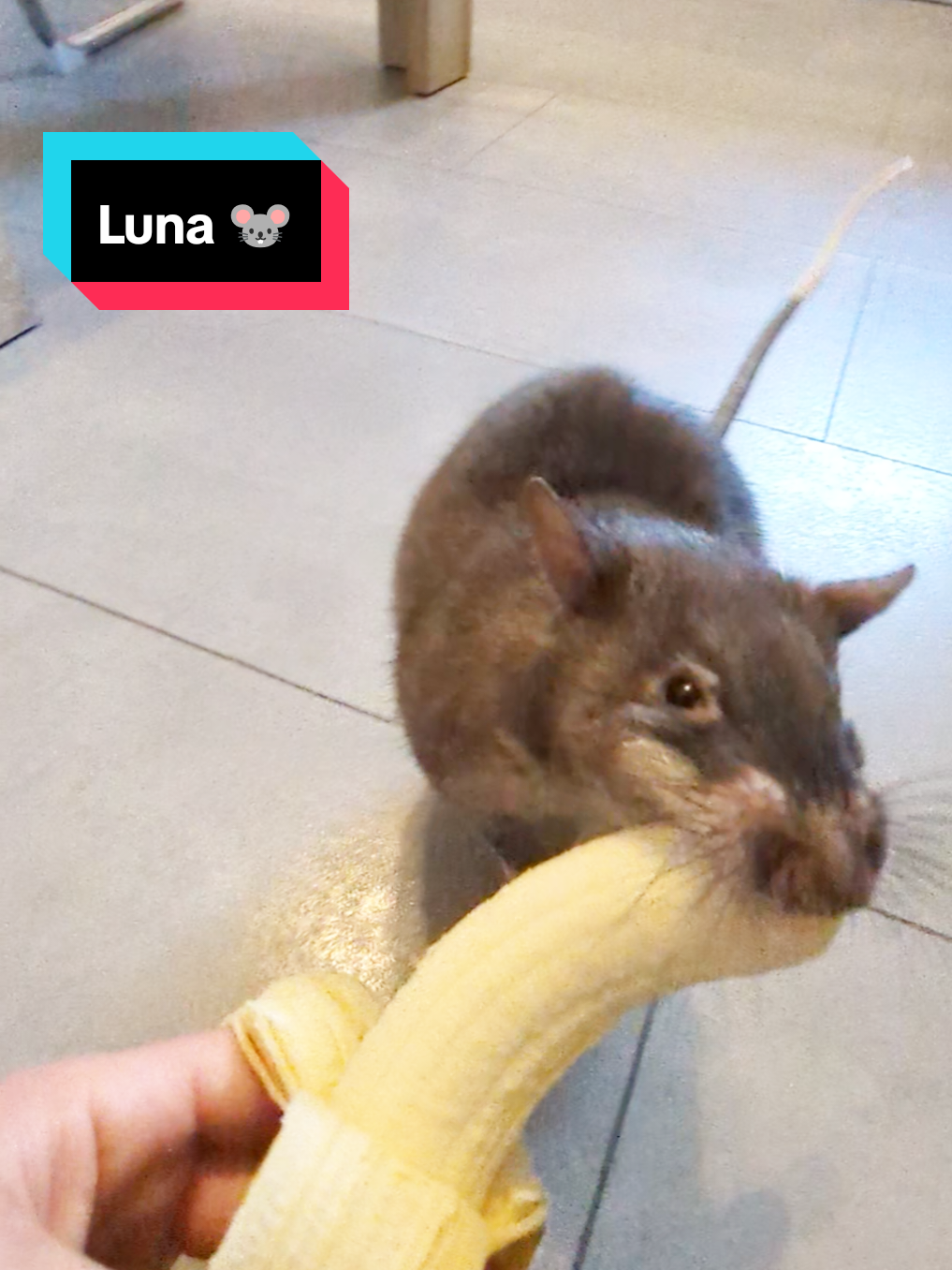 @Ratocalypse 🐀🤣🧀💥