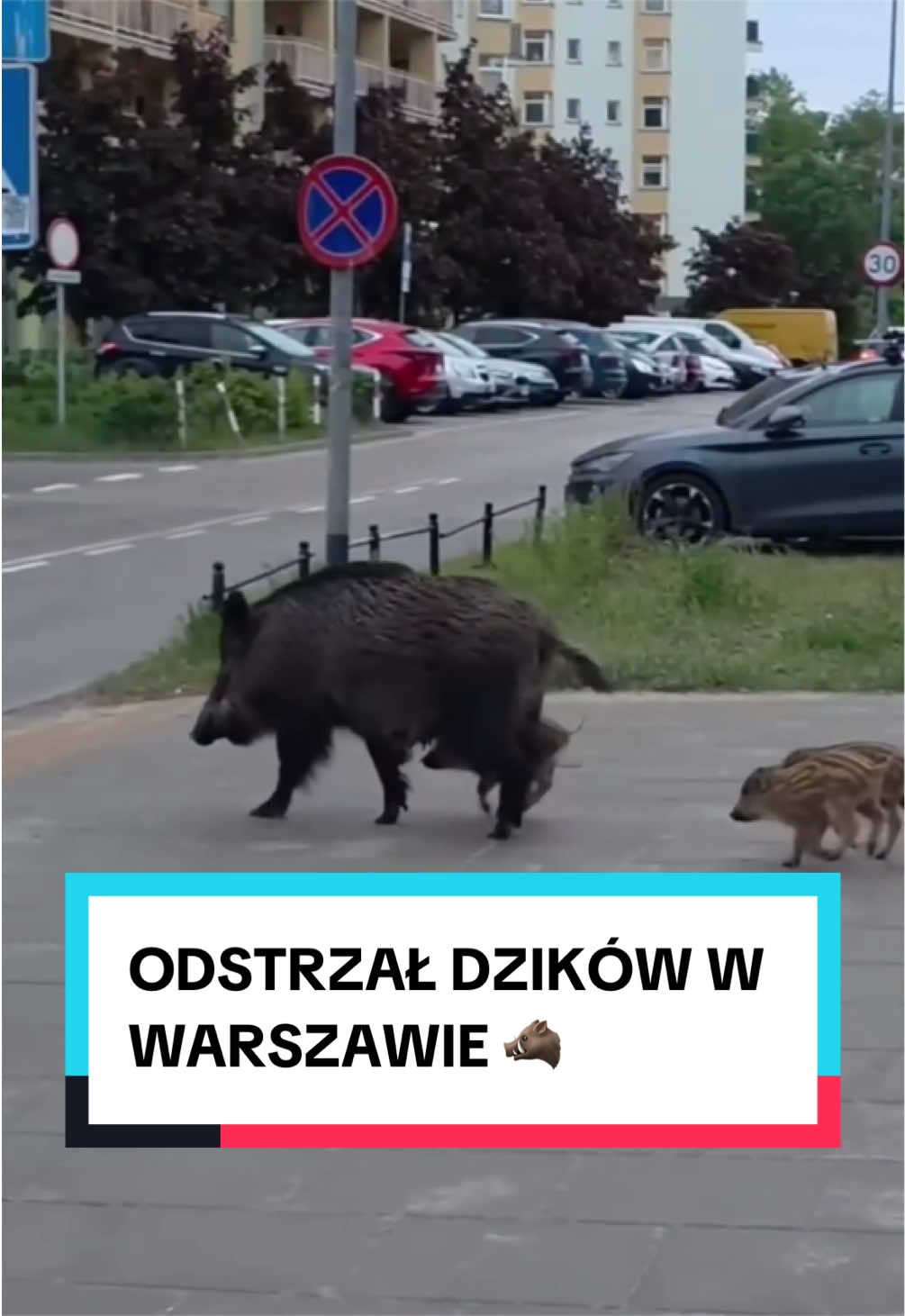 @pandawojtekyt