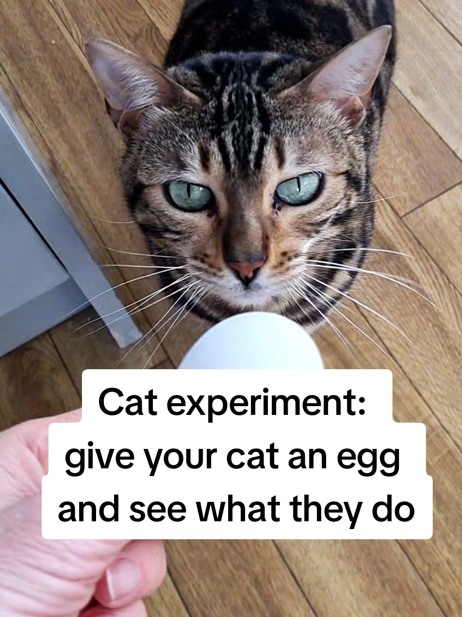@Paris the Bengal cat