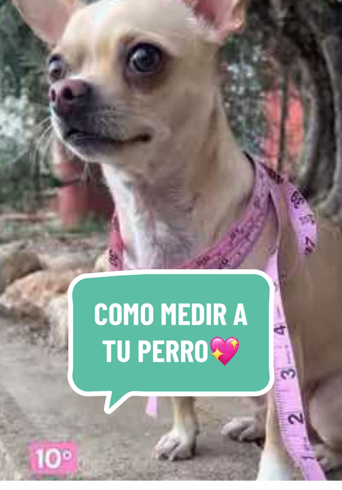 @PawChi