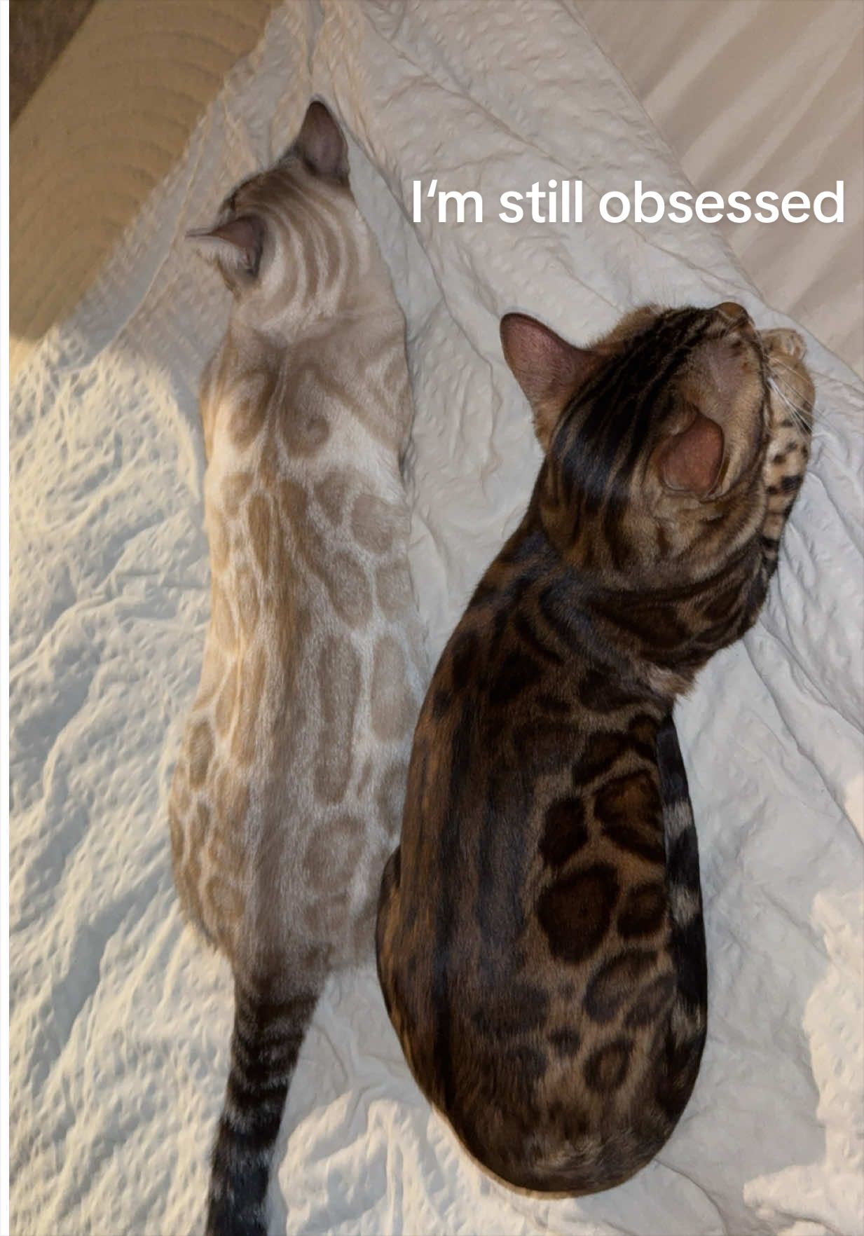 @Cat Mommy 🐆🤎