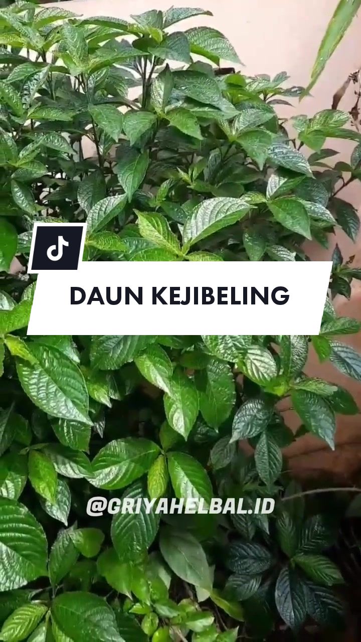 @🌱 𝙳𝚊𝚙𝚞𝚛 𝙷𝚎𝚛𝚋𝚊𝚕 🌿